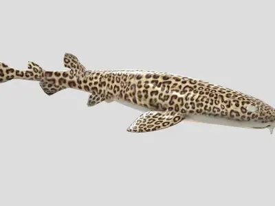Leopard Catshark Realistic Animated Low-poly 3D model