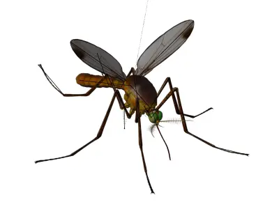 Realistic Mosquito 3D model