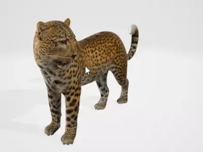 Wild Leopard 3D Model 3D model