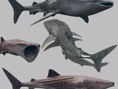 Real Whale Shark 8K - 3d animated 3D model