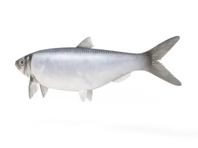 Fish Herring 3D model