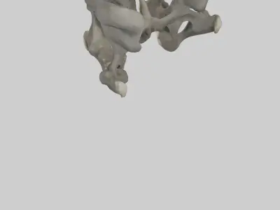 Gorilla Pelvis Low-poly 3D model