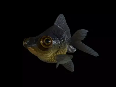 FISH-005 Goldfish 3D model
