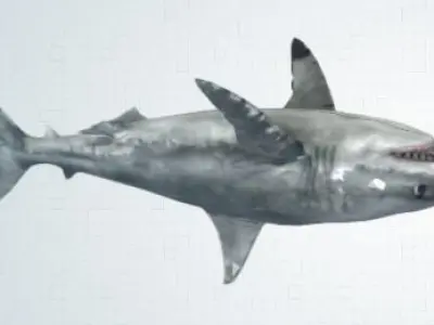 shark great jigsaw puzzle 3D model