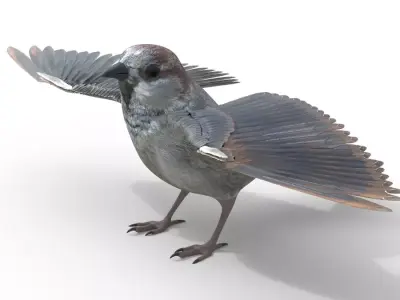 Sparrow Bird Rigged 3d model Free low-poly 3D model