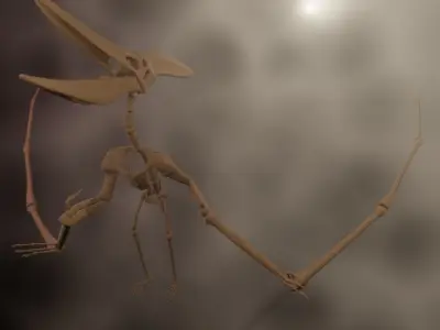 Pteranodon skeleton 3D model