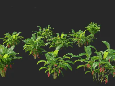 Heliconia rostrata - Hanging lobster claw 3D model