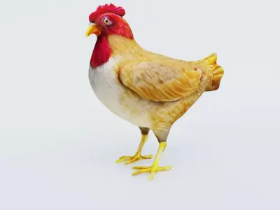 Chicken Free 3D model buy