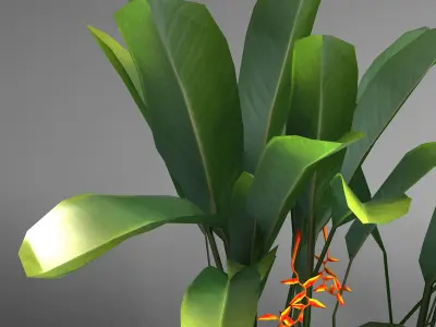 Tropical plant set Low-poly 3D model