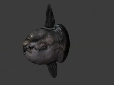Ocean Sunfish  Low-poly 3D model