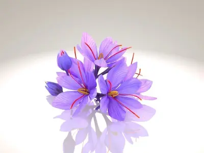 Crocus Blossom Low-poly 3D model