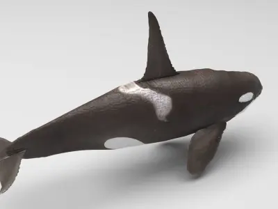 Ornicus Orca Whale 3D model