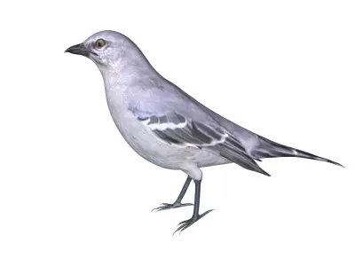 Mocking bird Low-poly 3D model