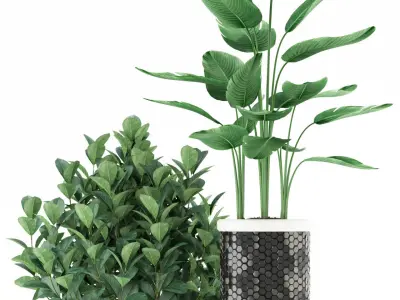 Plants collection 118 3D model