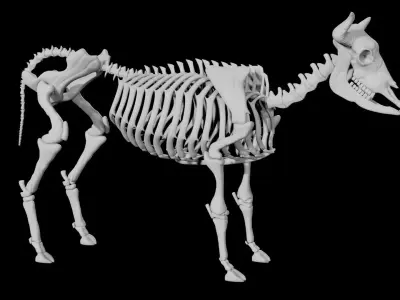 Cow Skeleton Low-poly 3D model