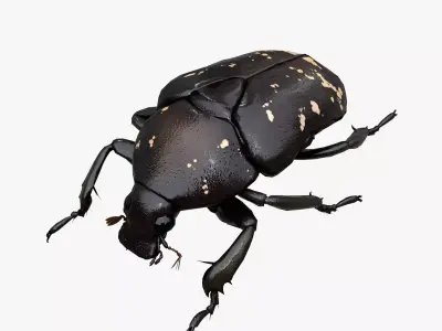 Spotted Chafer Beetle Protaetia brevitarsis Low-poly 3D model