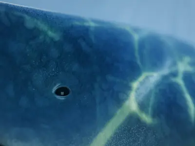 Shonisaurus Low-poly 3D model