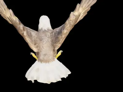 Bald Eagle 3D Model obj fbx stl ply mtl texture 3D model