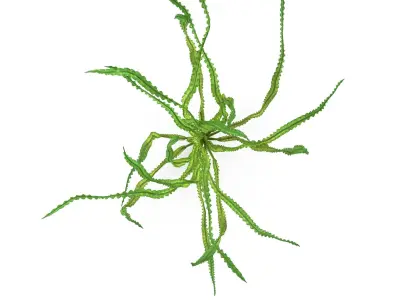 Crinum calamistratum 3D model