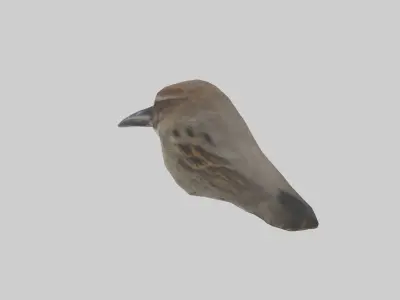 Sparrow Beak 3D model
