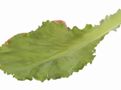 Shrimps with Dill on Lettuce Leaf 3D model