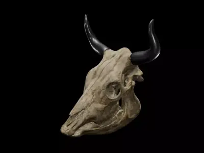 Realistic Cow Skull 3D Model Fully Textured UV Mapped Free 3D model