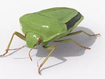 Lifelike Stink bug Low-poly 3D model