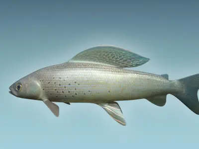 Grayling Fish 3D model