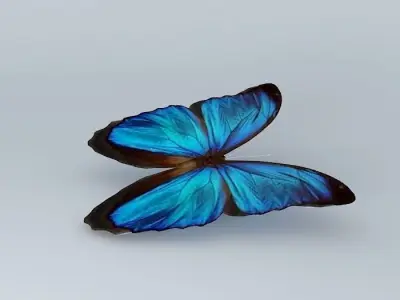 The Blue Mortho Butterfly Free 3D model