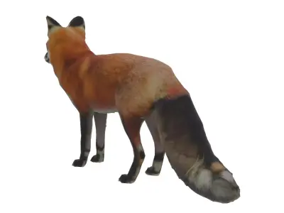 Red Fox Low-poly 3D model