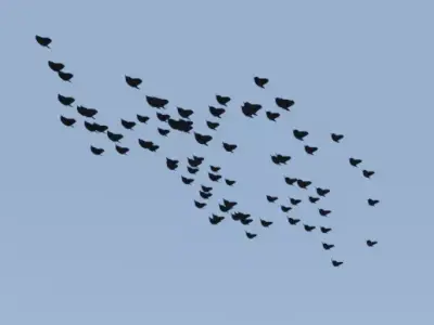 Geometry node flock of birds in blender Low-poly 3D model