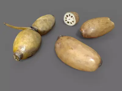 Lotus Root Low-poly 3D model