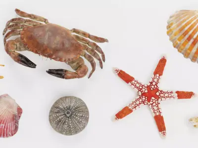 -Sealife Set- 3D model