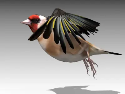 Goldfinch Low-poly 3D model