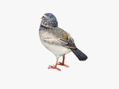 Bird Animal Free 3D model purchase