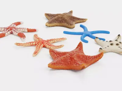 -Starfishes - Rigged Collection- 3D model