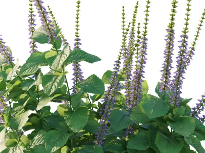 Plectranthus barbatus 3D model
