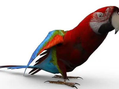 Parrot Animated Low-poly 3D model