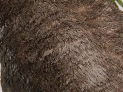 Tyrannosaurus Feathered Low-poly 3D model