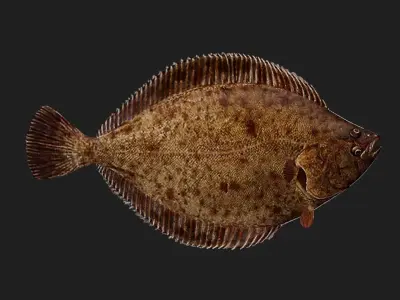 Flat fish Low-poly 3D model