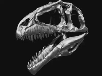 Giganotosaurus Skull Set Skeletons 3D model