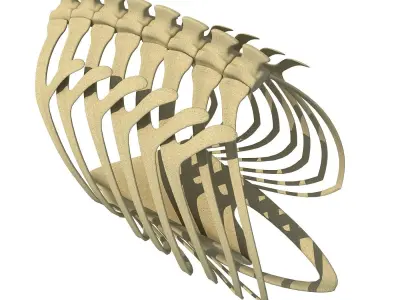Penguin Rib Cage 3D model