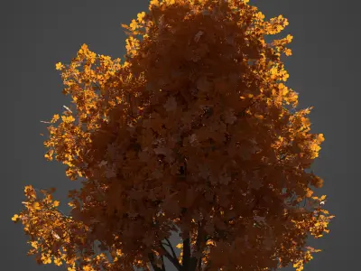 2021 PBR Ohio Buckeye Collection - Aesculus Glabra  3D model