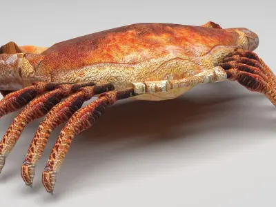 Sea Crab 3D model