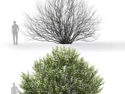 Prunus padus 02 H4m 3D model