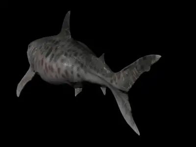 Megalodon Low-poly 3D model