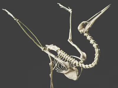 Realistic Crane Skeleton 3D model