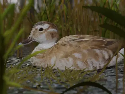 hunting duck Low-poly 3D model