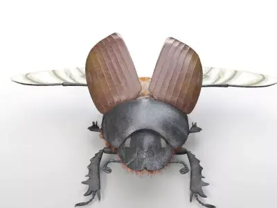 Dung Bettle insect Low-poly 3D model