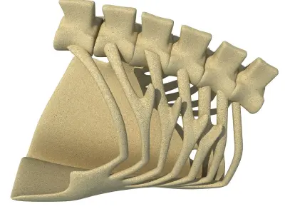 Eagle Ribcage Skeleton 3D model